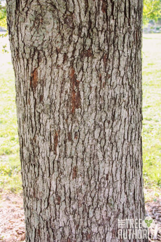 How to Identify the White Oak Tree by the Bark