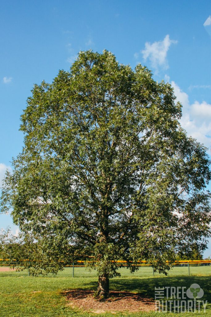 How to Identify White Oak Trees (Quercus alba)
